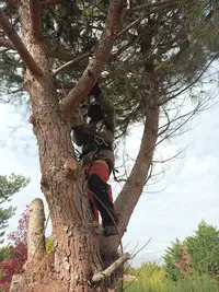 A la Main Verte