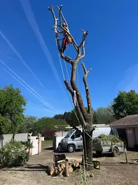 Mj Arborist 40 Grimpeur Élagueur