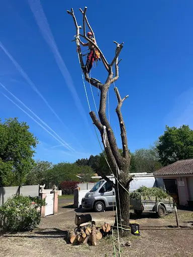 Mj Arborist 40 Grimpeur Élagueur
