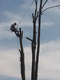 l'Arboriste