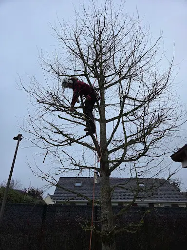 Ag-ap : Élagage D’arbres