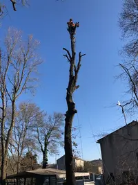 Sud Bois de Chauffage et Élagage