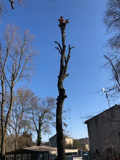 Sud Bois de Chauffage et Élagage