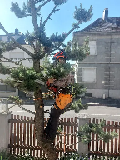 Rl Élagage