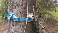 Liber Tree Corentin Petit