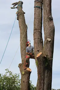 En Cordes et Z Arbres - Nicolas Godet