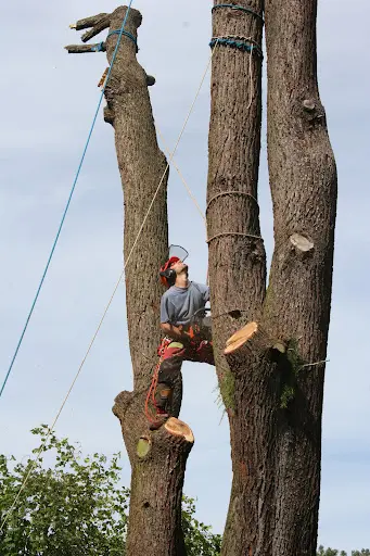 En Cordes et Z Arbres - Nicolas Godet