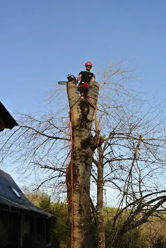 De Branche en Branche Spécialiste de l'Arbre