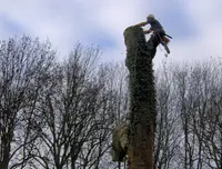 Elagage Art et Arbre