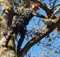 Lorrain - Abattage et Élagage d'Arbres en Seine-et-marne