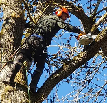 Lorrain - Abattage et Élagage d'Arbres en Seine-et-marne