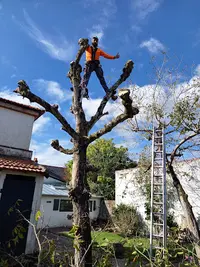 Elagage Arbre - Jardinier Entretien Taille Haie