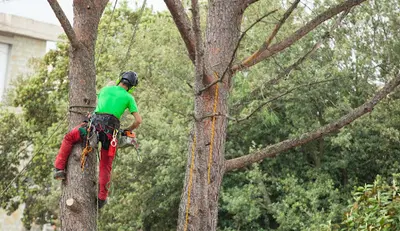 Elagage d'Arbres Nantes 44 la