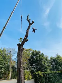 La Main À l'Arbre Elagage Mâcon
