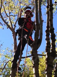 Oc-scie-branches - Pierre Paya