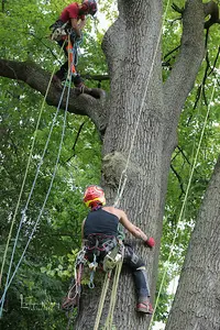 Arborigest