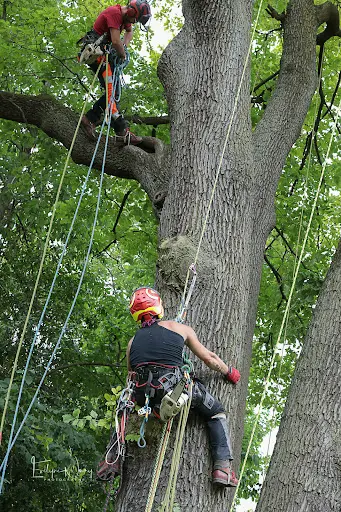 Arborigest