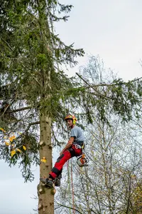 Au Respect de l'Arbre