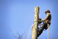 Arbres en Tête