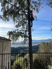 Élag Alpes Maritimes - Élagueur Nice