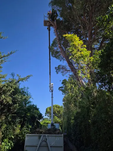 Élagage du 30