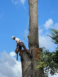 Ray Spécialiste de l'Arbre