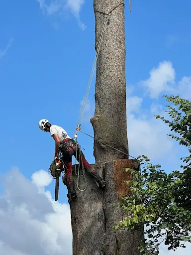 Ray Spécialiste de l'Arbre