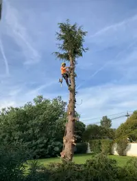 Medou Élagueur en Haute-garonne