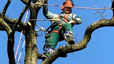 A Élagueur Jimmy Valois Multi-service Élagage Abattage D’arbres Élagueur Grimpeur Arboriste