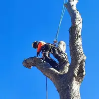 Au Pic de l'Arbre. Elagage et Abattage (pau)