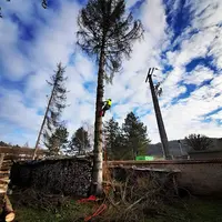 Vert-tige Élagage