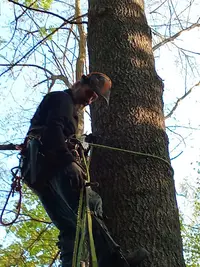 Lanfant Cedric Élagage Espaces Verts