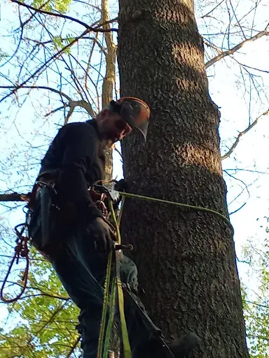 Lanfant Cedric Élagage Espaces Verts