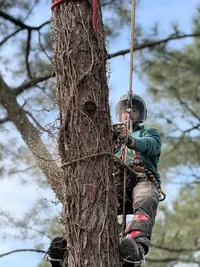Acrocordes