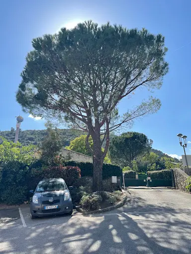 Élagage Abattage Tomasini Environnement