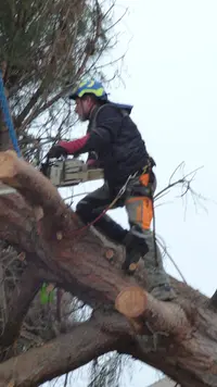 Tous Travaux Elagages