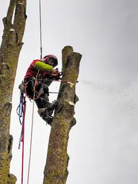 l'Arbre & Nous Élagage
