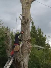 Elagueur Jeff Paysagiste Abattage d'Arbre Devis Gratuit