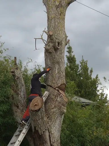 Elagueur Jeff Paysagiste Abattage d'Arbre Devis Gratuit