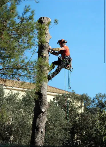 Entreprise Élagage