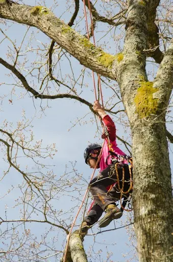 l'Arbre de Vie