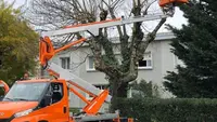 Louis Élagage 64 Bûcheron Élagueur Services d'Élagage Abattage d'Arbres Pose de Clôture Devis Gratuit