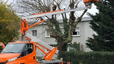 Louis Élagage 64 Bûcheron Élagueur Services d'Élagage Abattage d'Arbres Pose de Clôture Devis Gratuit