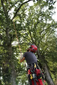 Elag Arbres