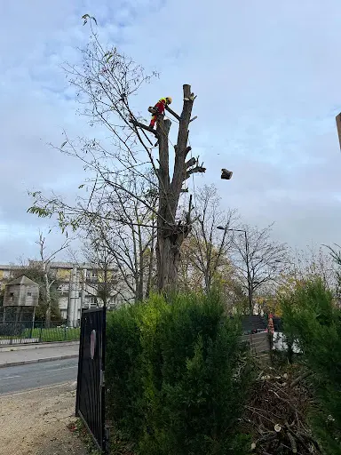 Rk Élagueur Cordistes Paysagiste