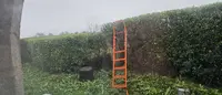 Ti Tree Élagage