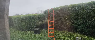 Ti Tree Élagage