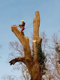 A. C. O Arboricole (élagage Taille Abattage d'Arbres 02-77)
