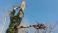 Cyprès des Arbres Christophe Thibonnet