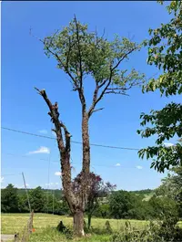Tête de Bois Élagage